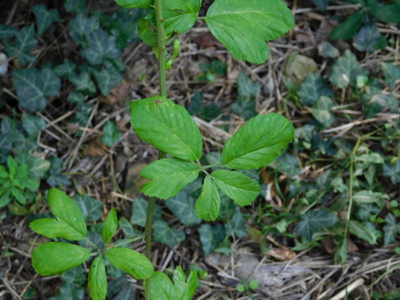 Rubus ibericus photo 2