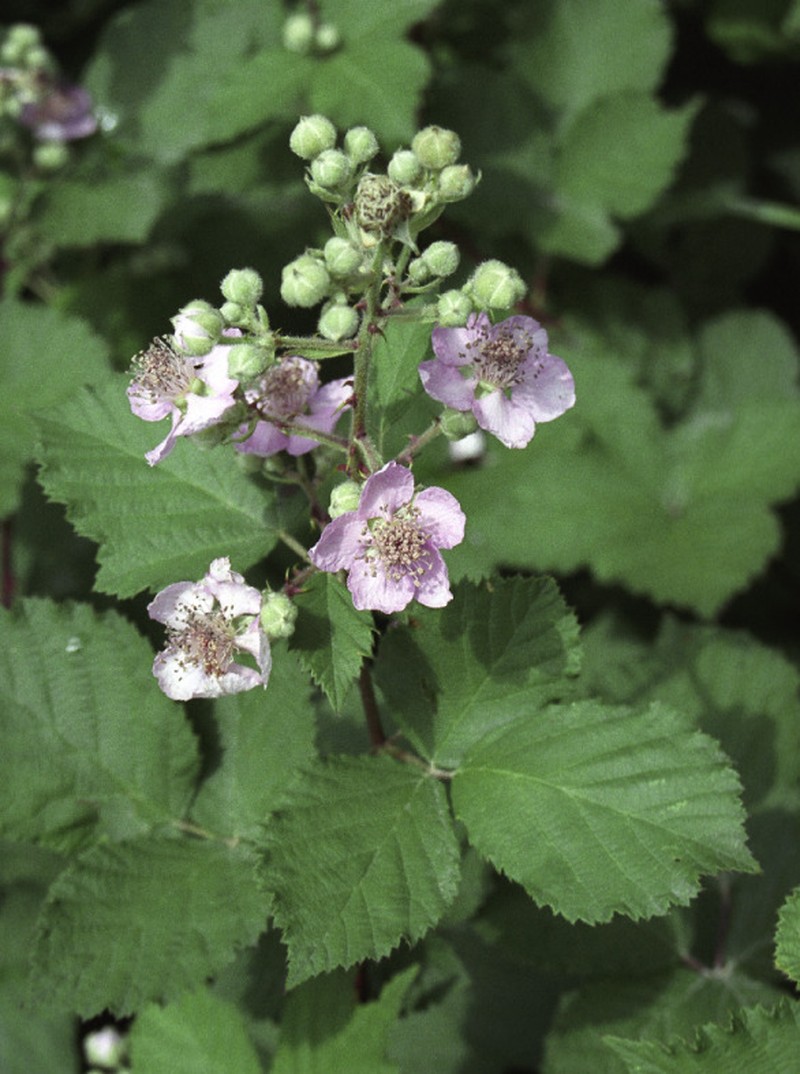 Rubus ibericus photo 3