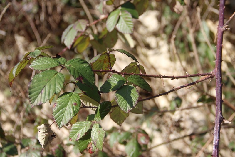 Rubus ibericus photo 4