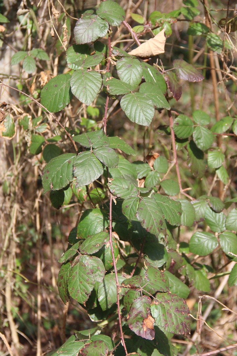 Rubus ibericus photo 5