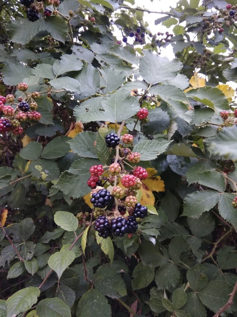 Rubus ibericus photo 6
