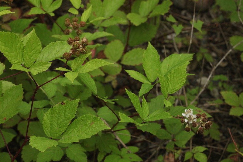 Rubus ibericus photo 7