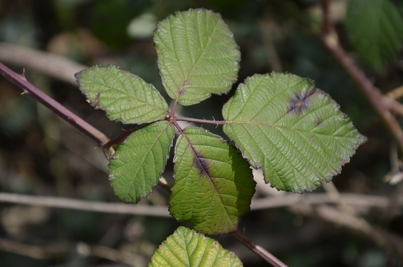 Rubus ibericus photo 8