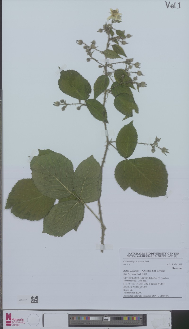 Rubus iceniensis