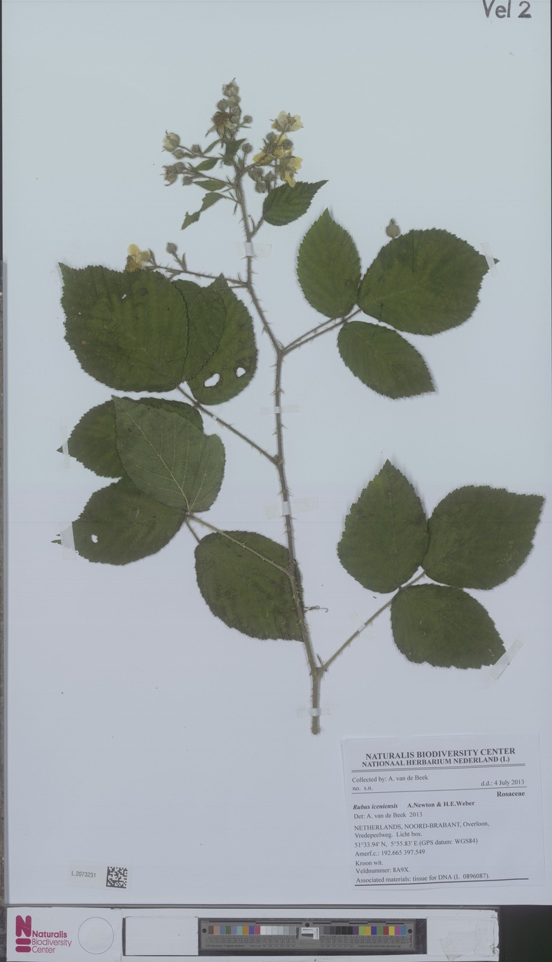 Rubus iceniensis photo 2