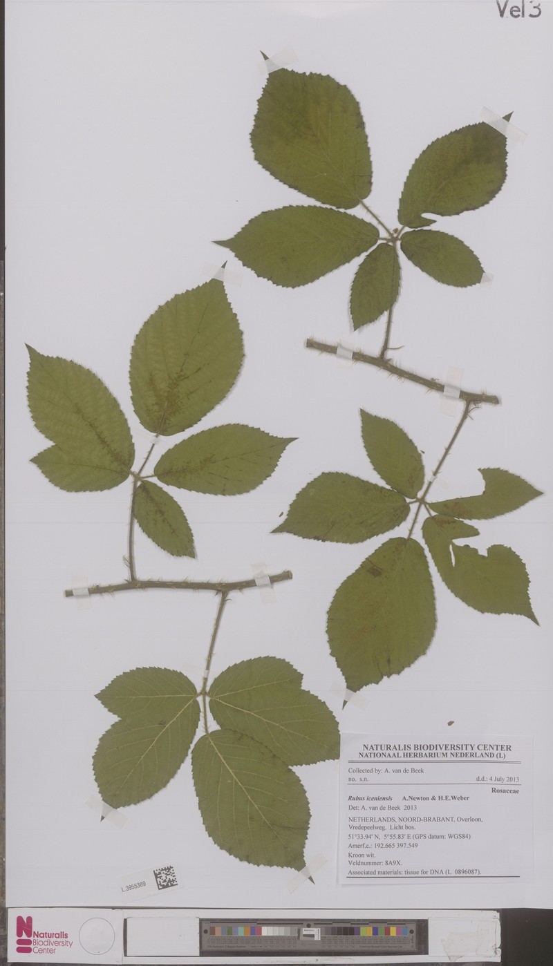 Rubus iceniensis photo 3