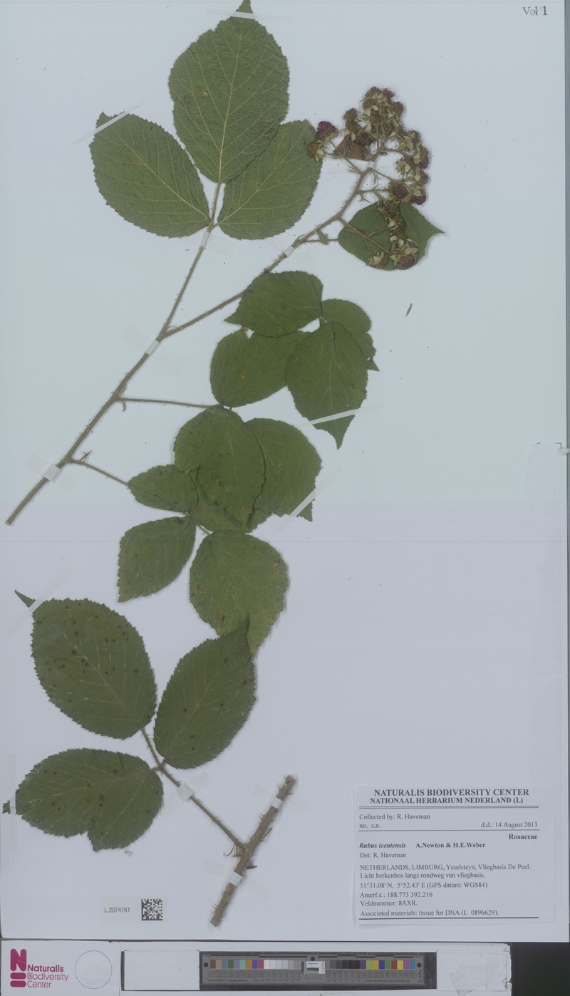 Rubus iceniensis photo 4