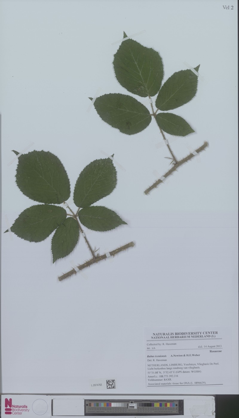 Rubus iceniensis photo 5