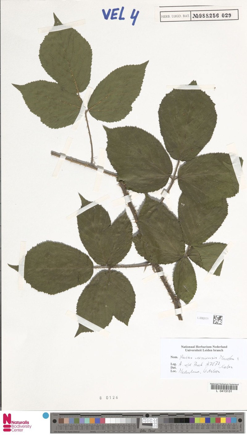 Rubus iceniensis photo 6