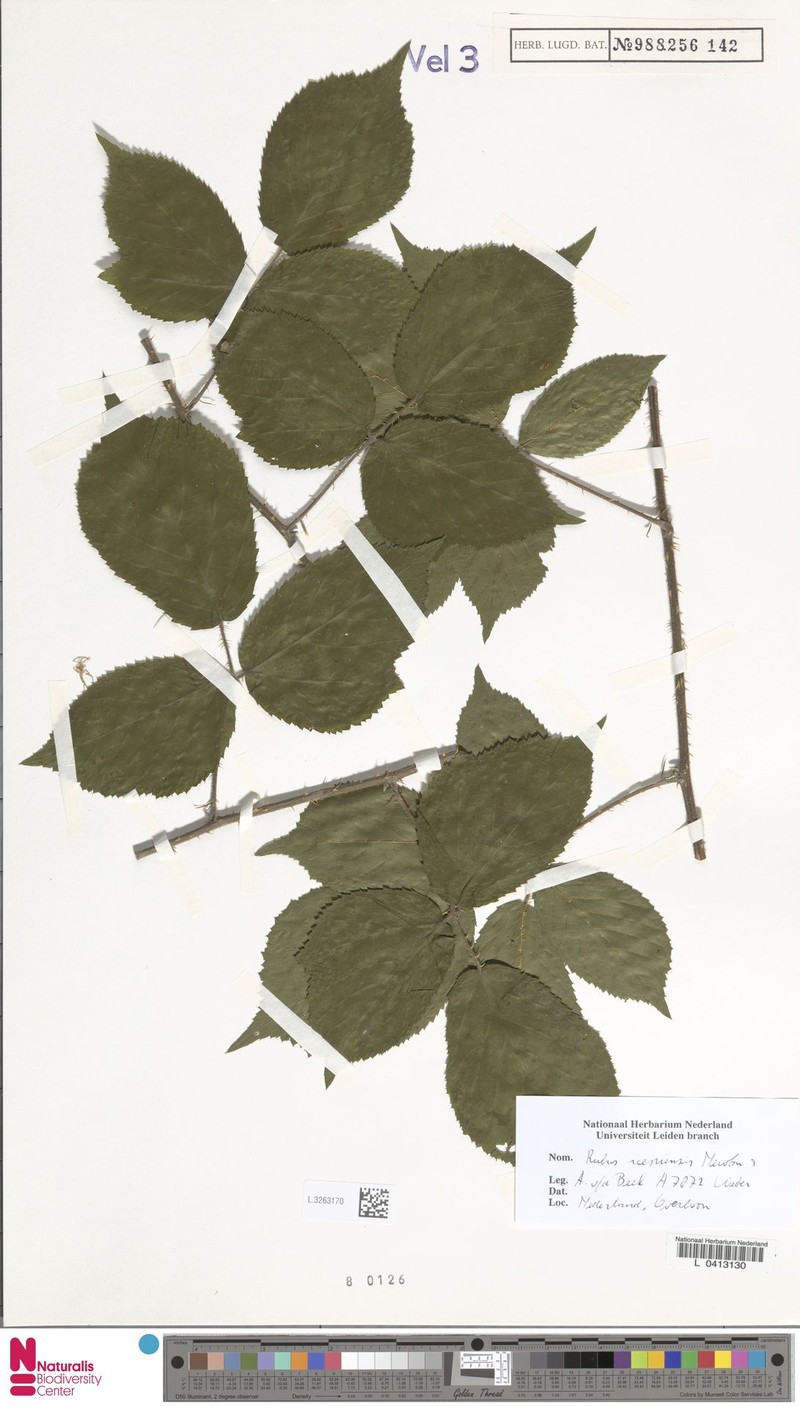 Rubus iceniensis photo 7