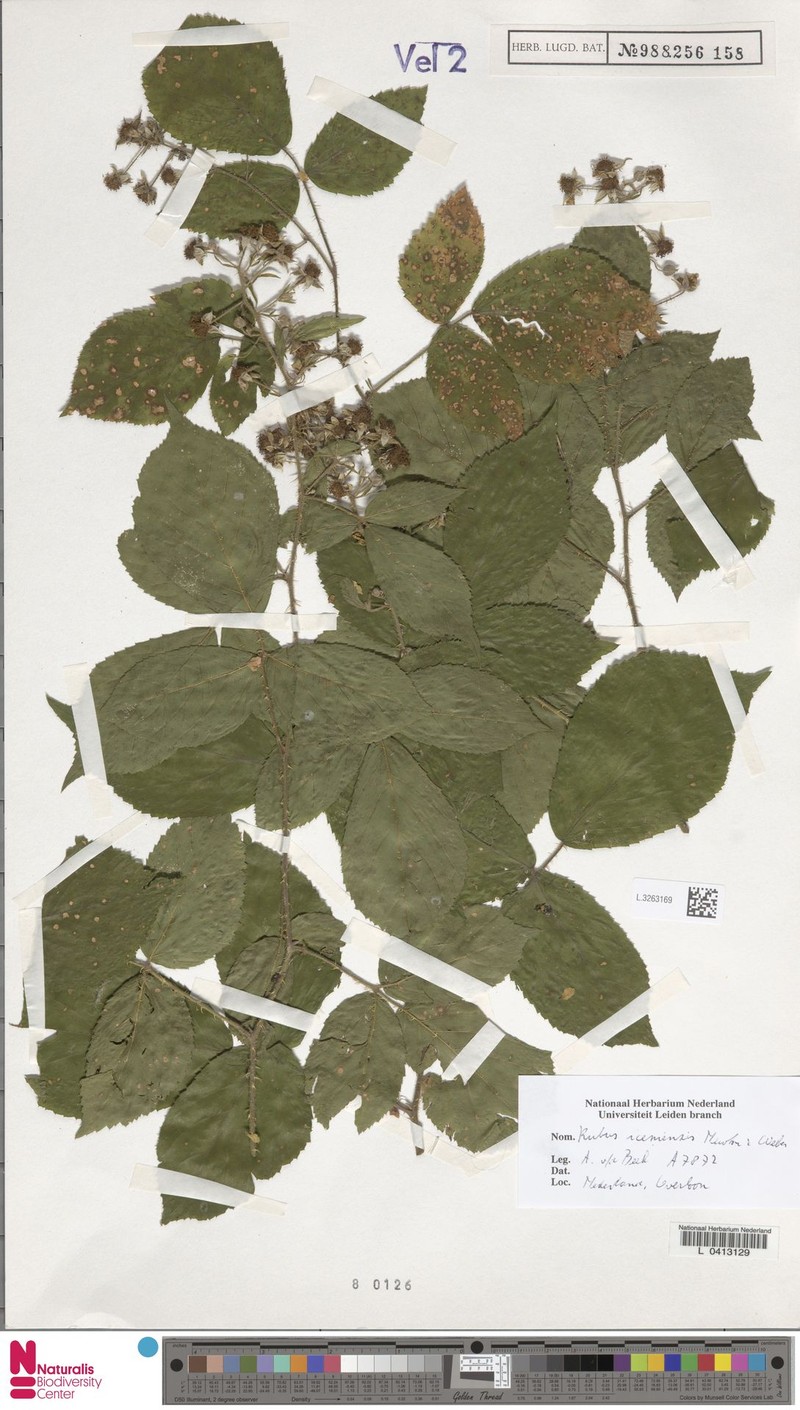 Rubus iceniensis photo 8