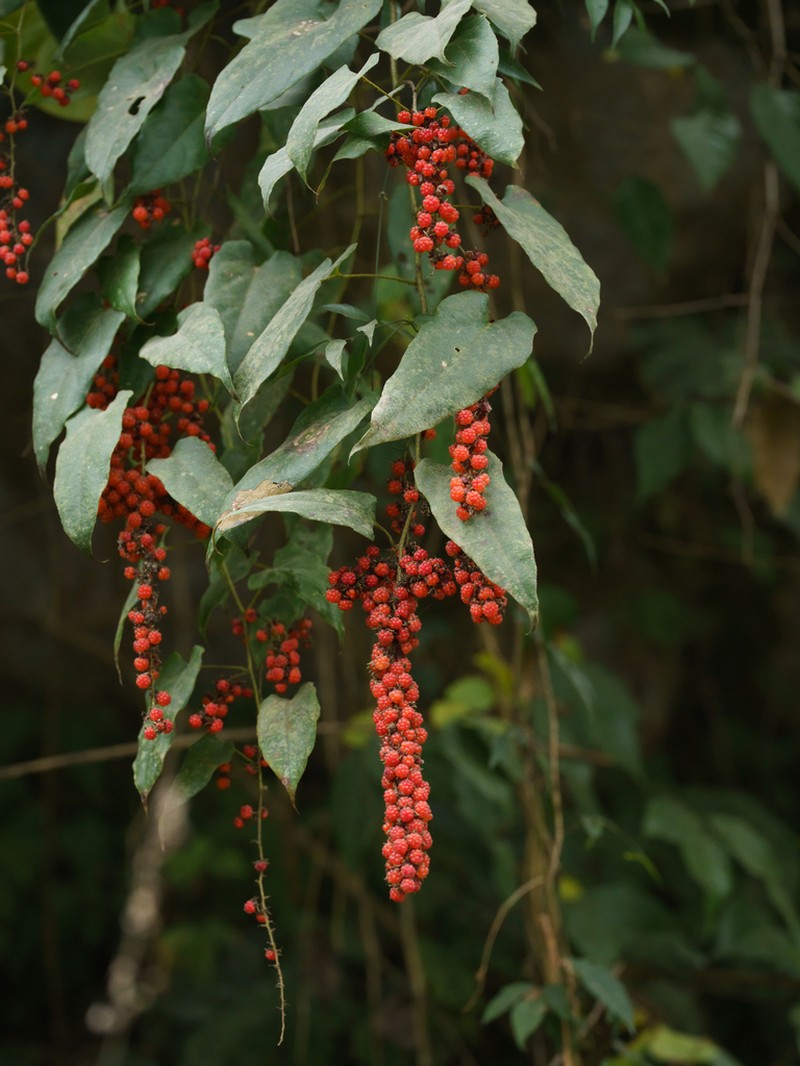 Rubus ichangensis