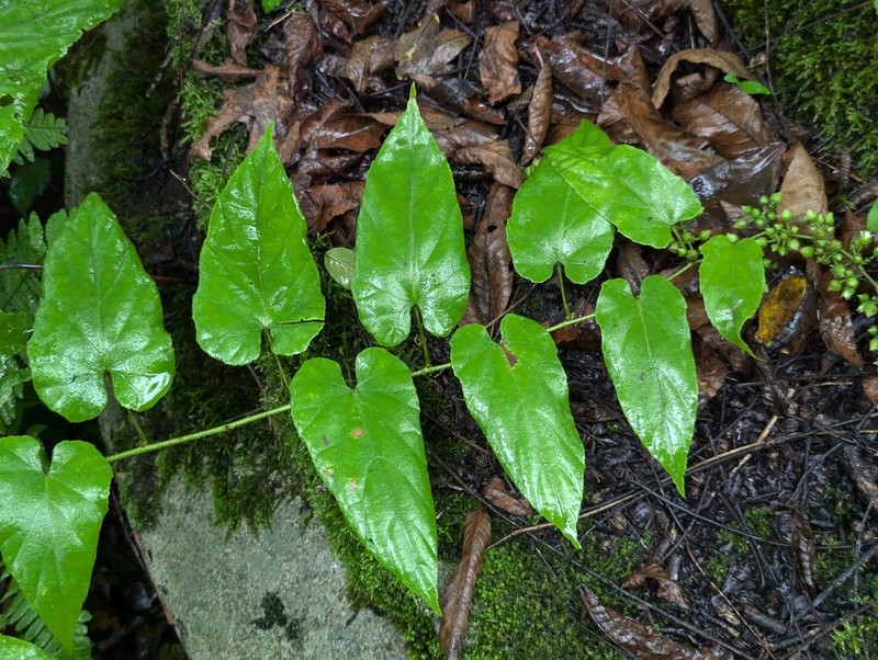 Rubus ichangensis photo 2