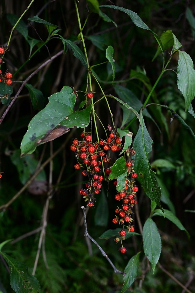 Rubus ichangensis photo 3