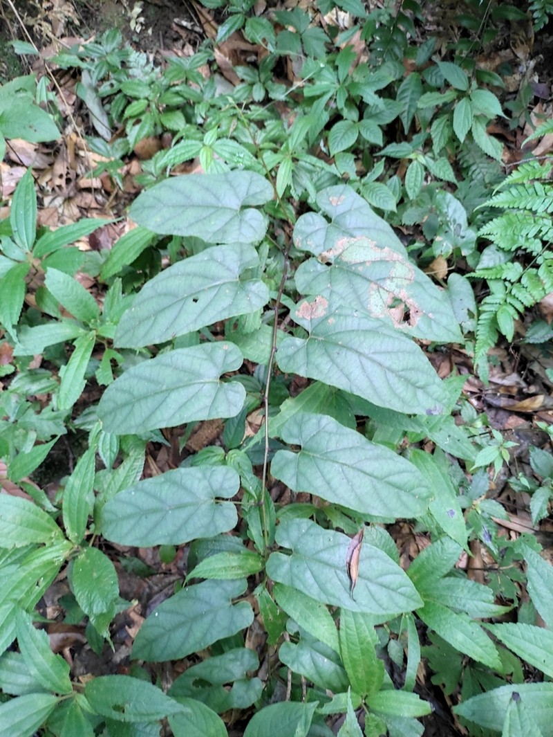 Rubus ichangensis photo 4
