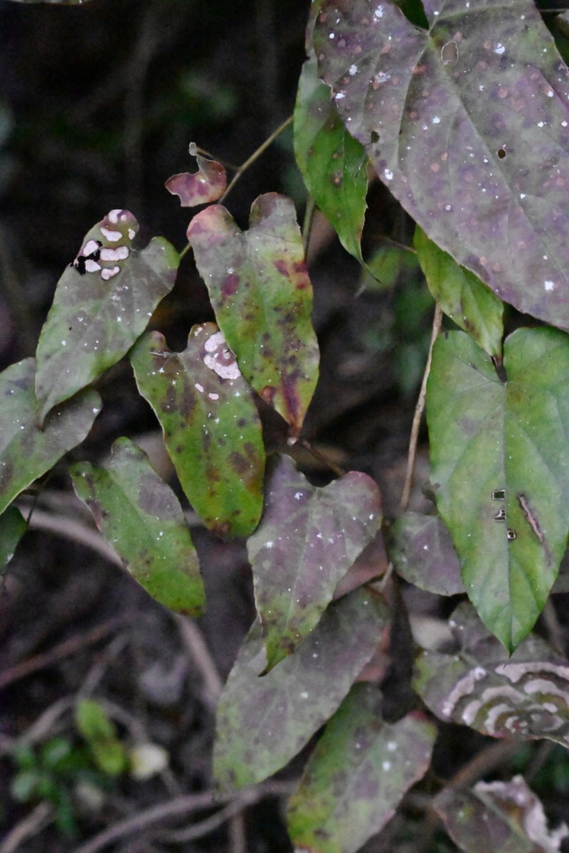 Rubus ichangensis photo 5