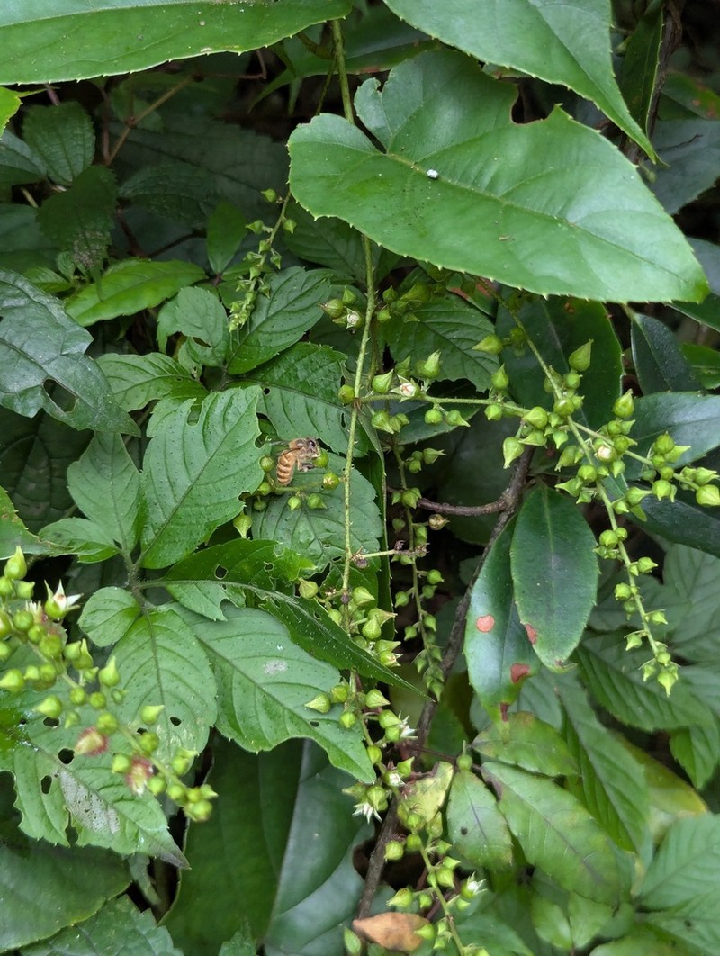 Rubus ichangensis photo 6
