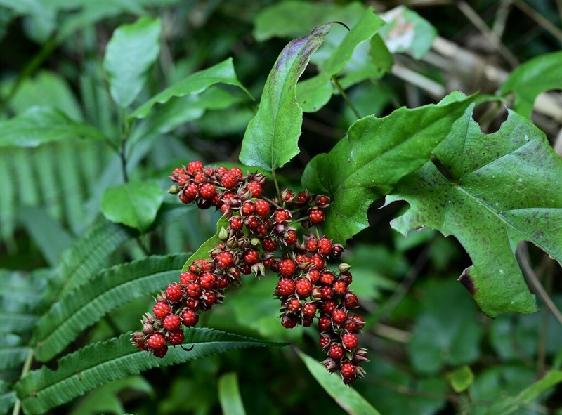 Rubus ichangensis photo 7
