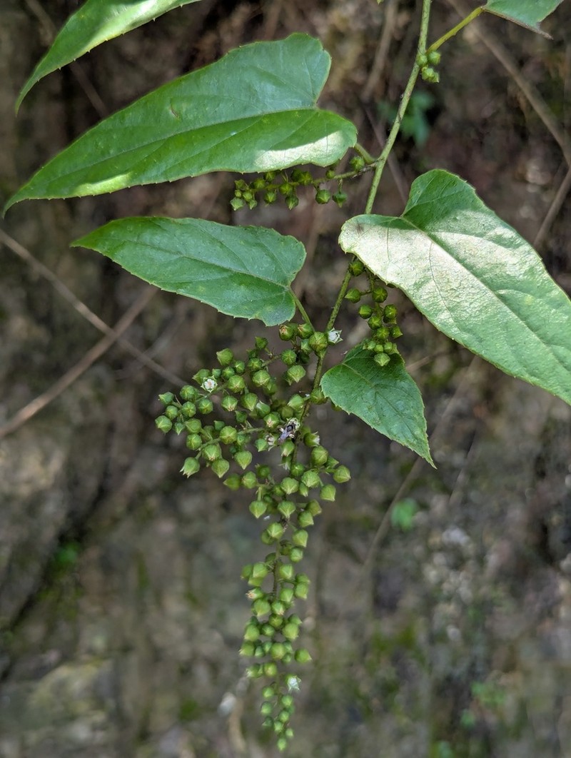 Rubus ichangensis photo 8