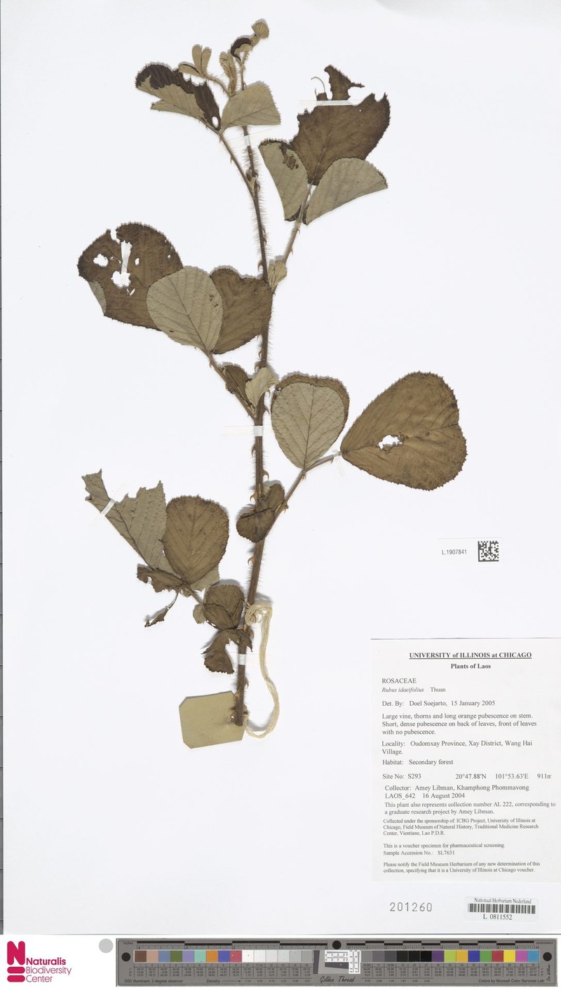 Rubus idaeifolius