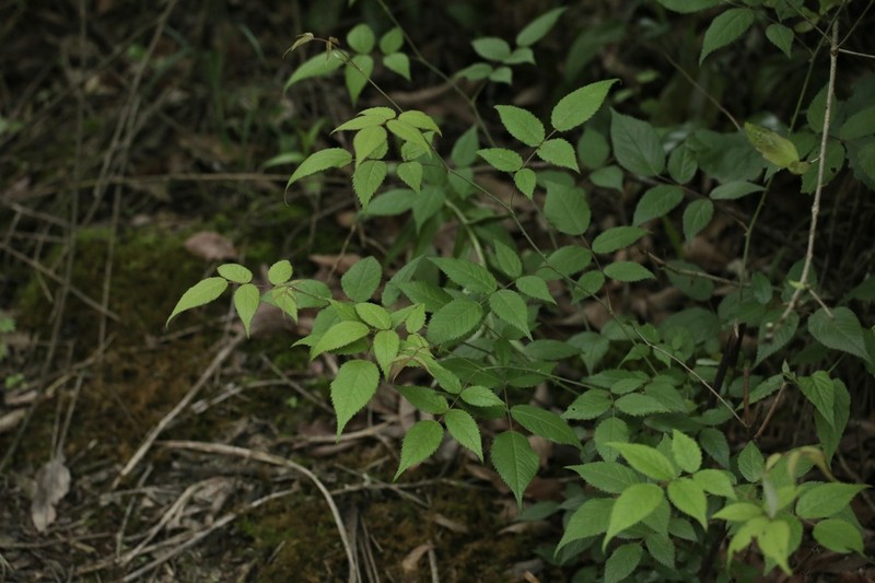 Rubus idaeopsis photo 2