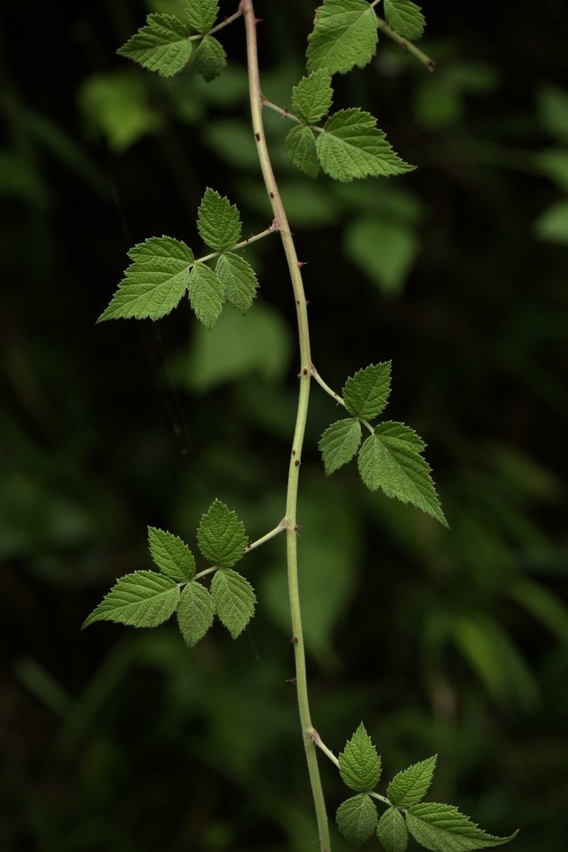 Rubus idaeopsis photo 3