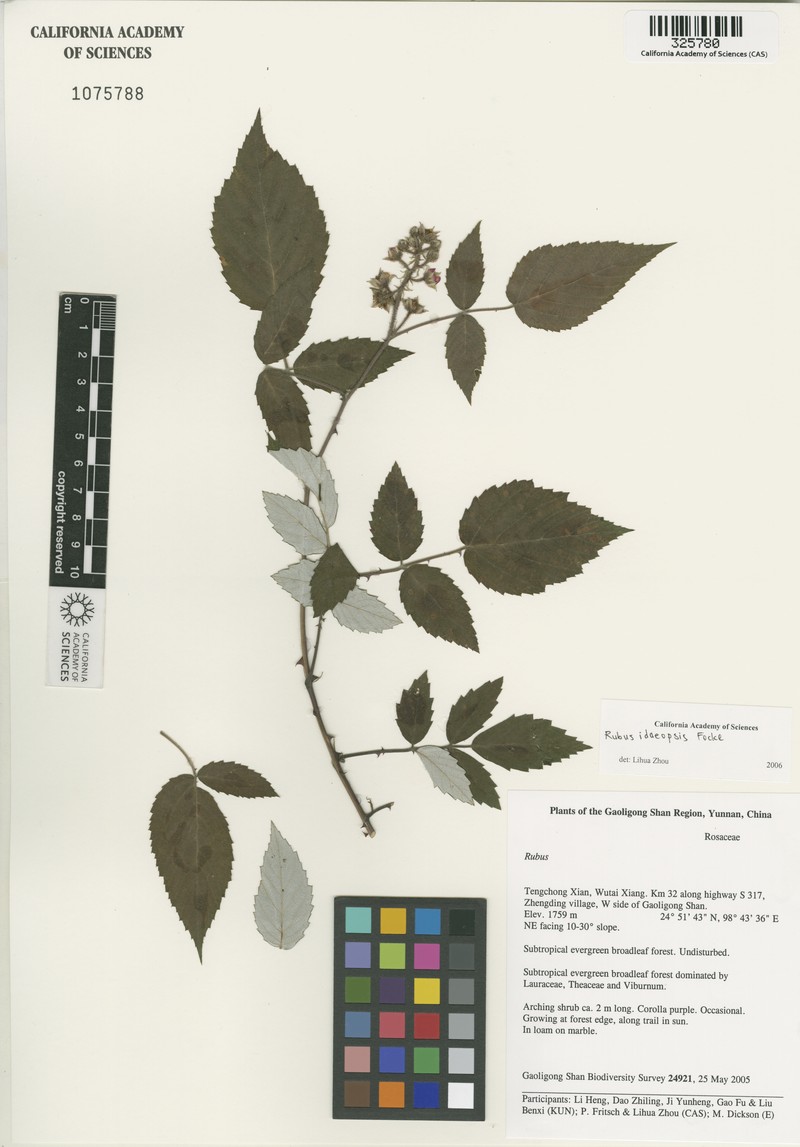 Rubus idaeopsis photo 4