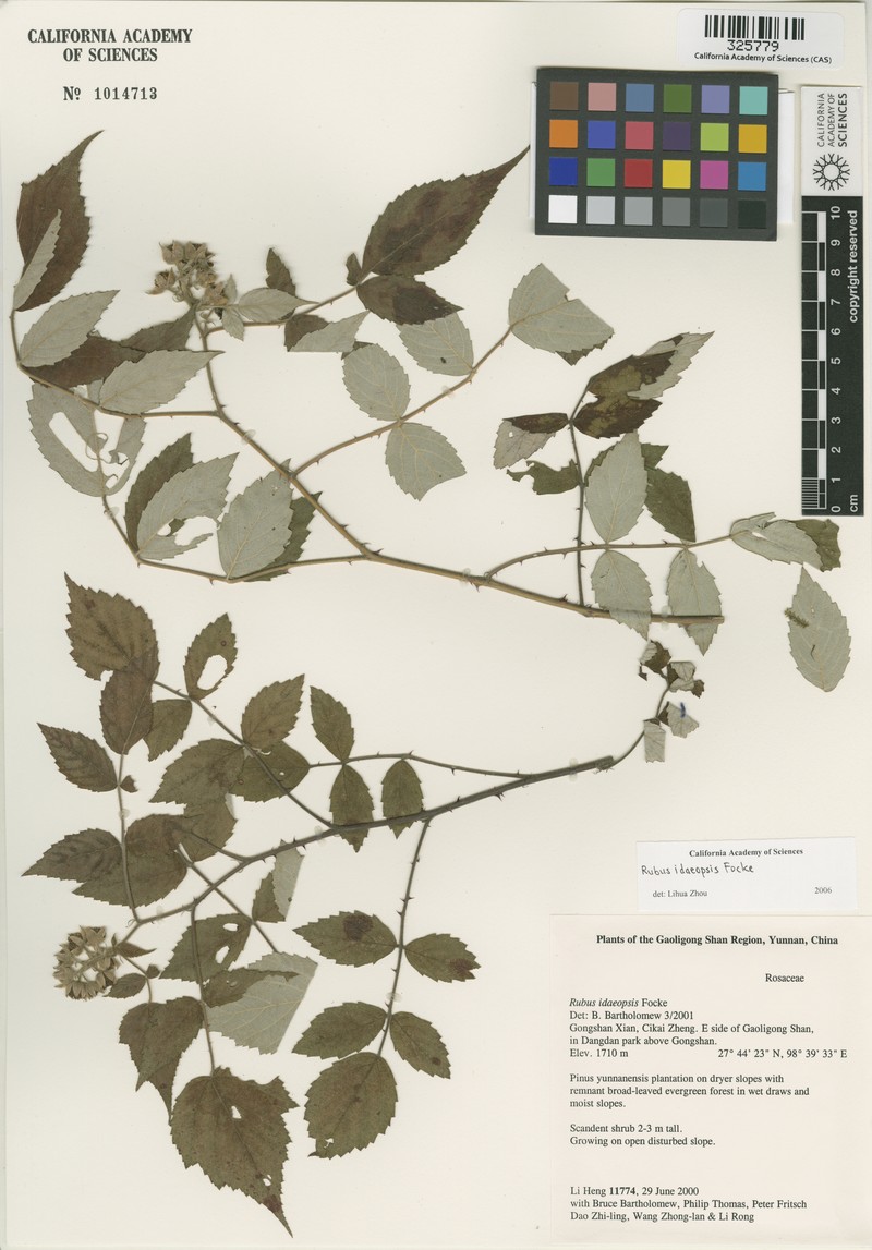 Rubus idaeopsis photo 5