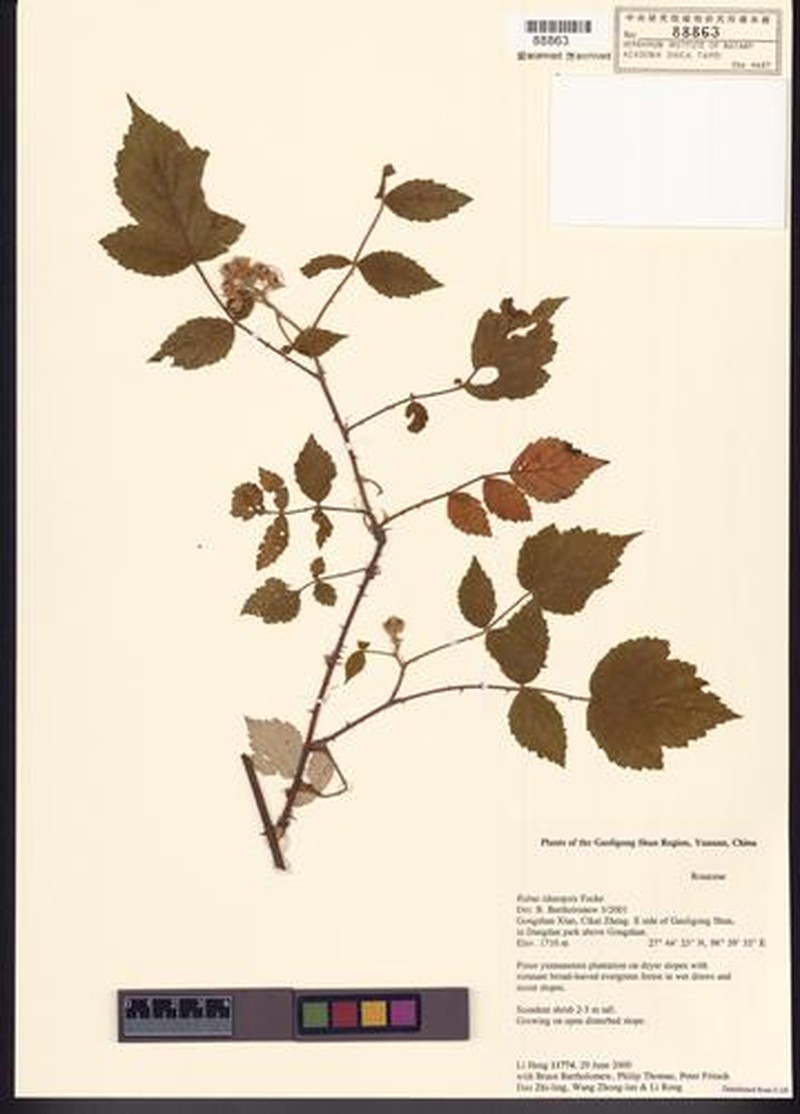 Rubus idaeopsis photo 6