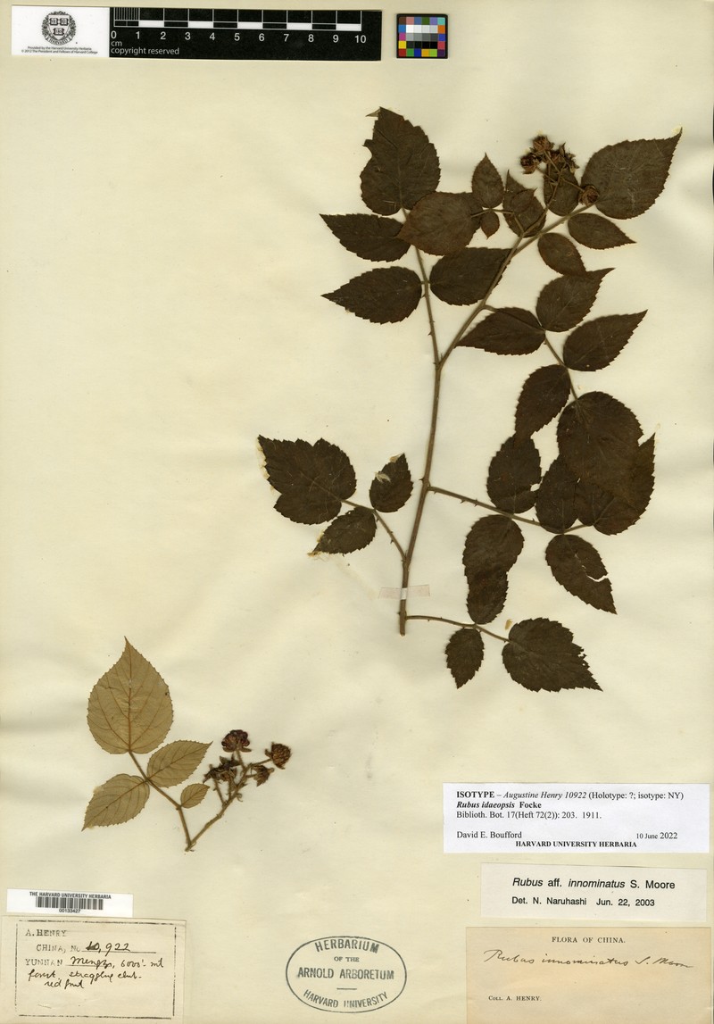 Rubus idaeopsis photo 7