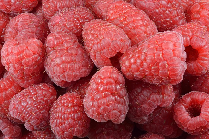 American Red Raspberry photo 2