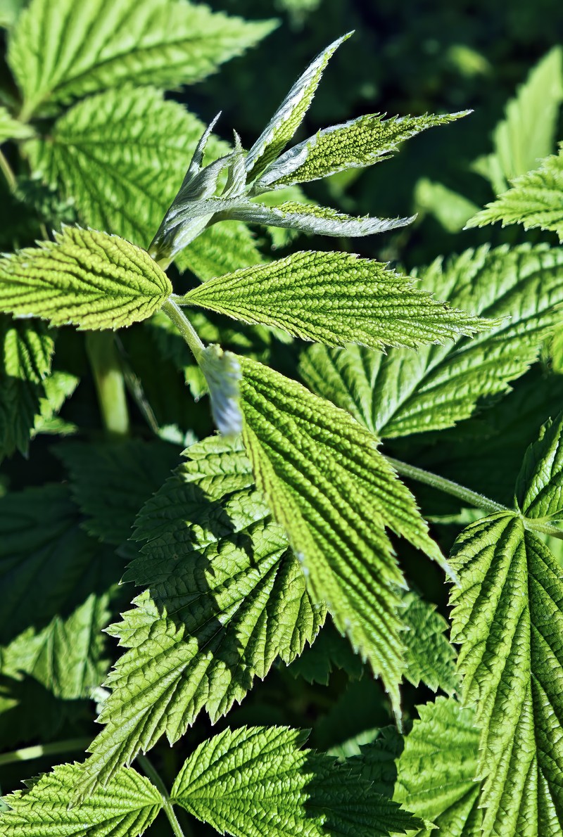 American Red Raspberry photo 3