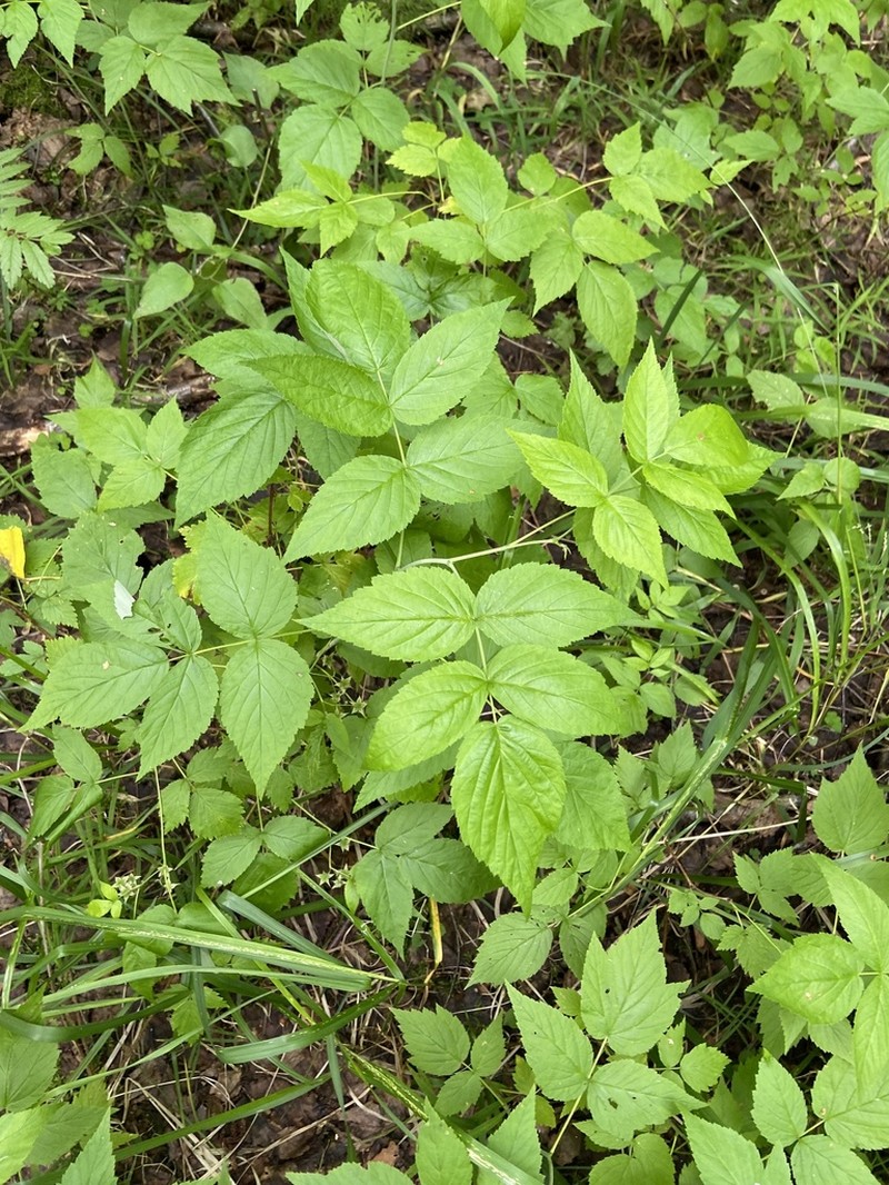 American Red Raspberry photo 4
