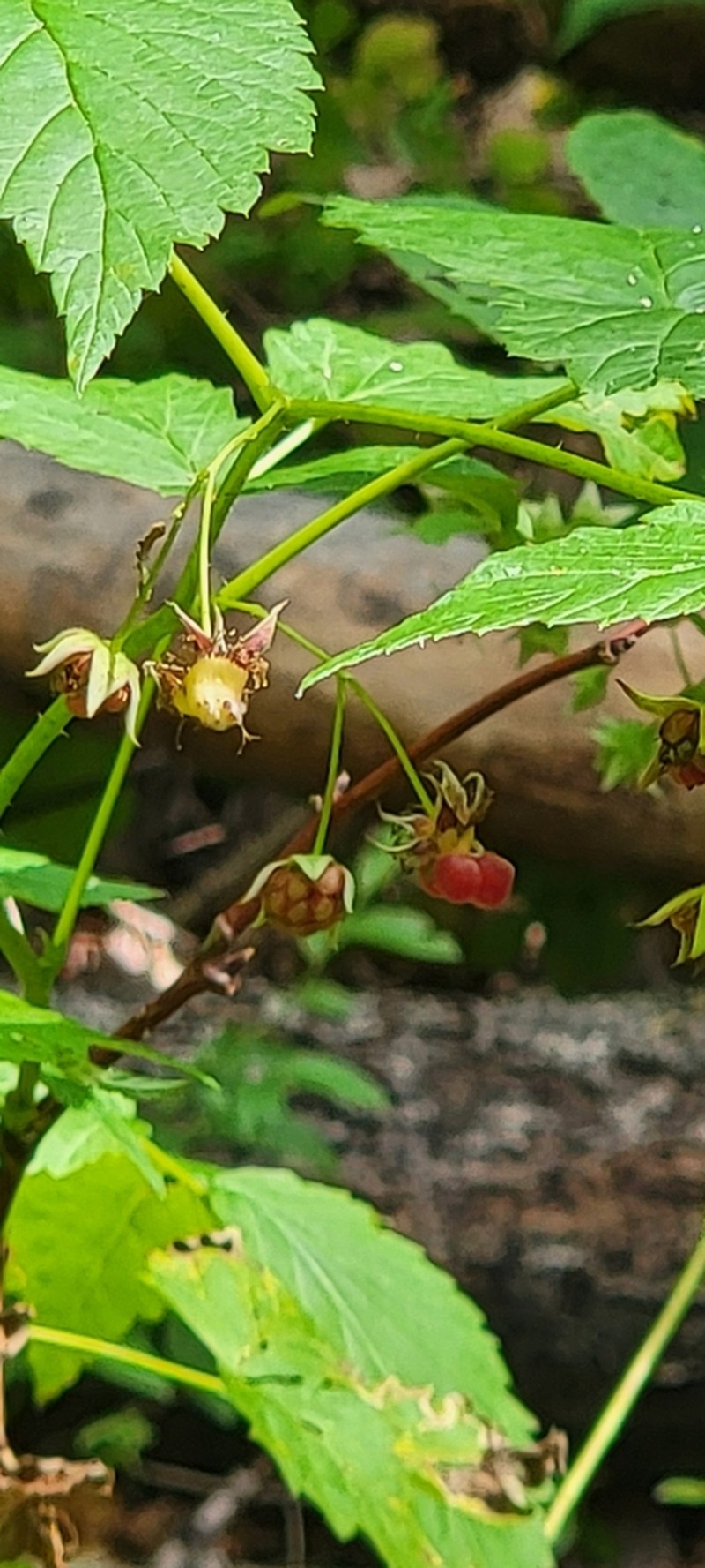 American Red Raspberry photo 5