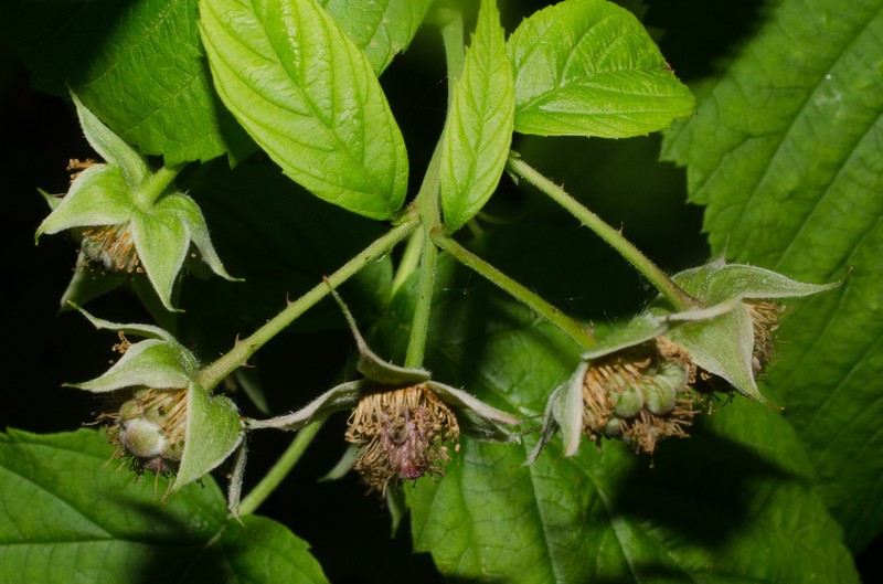 American Red Raspberry photo 6