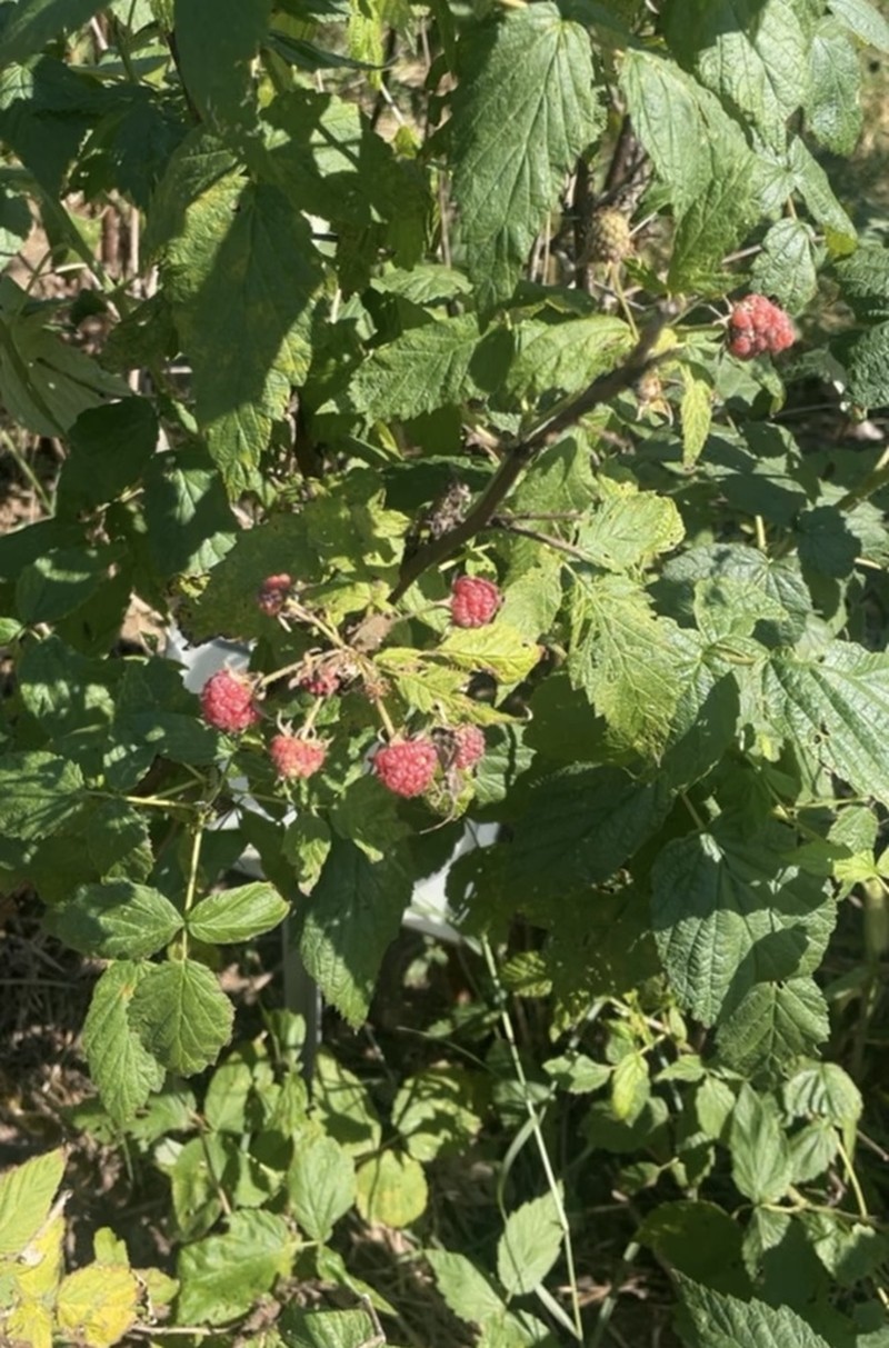 American Red Raspberry photo 7