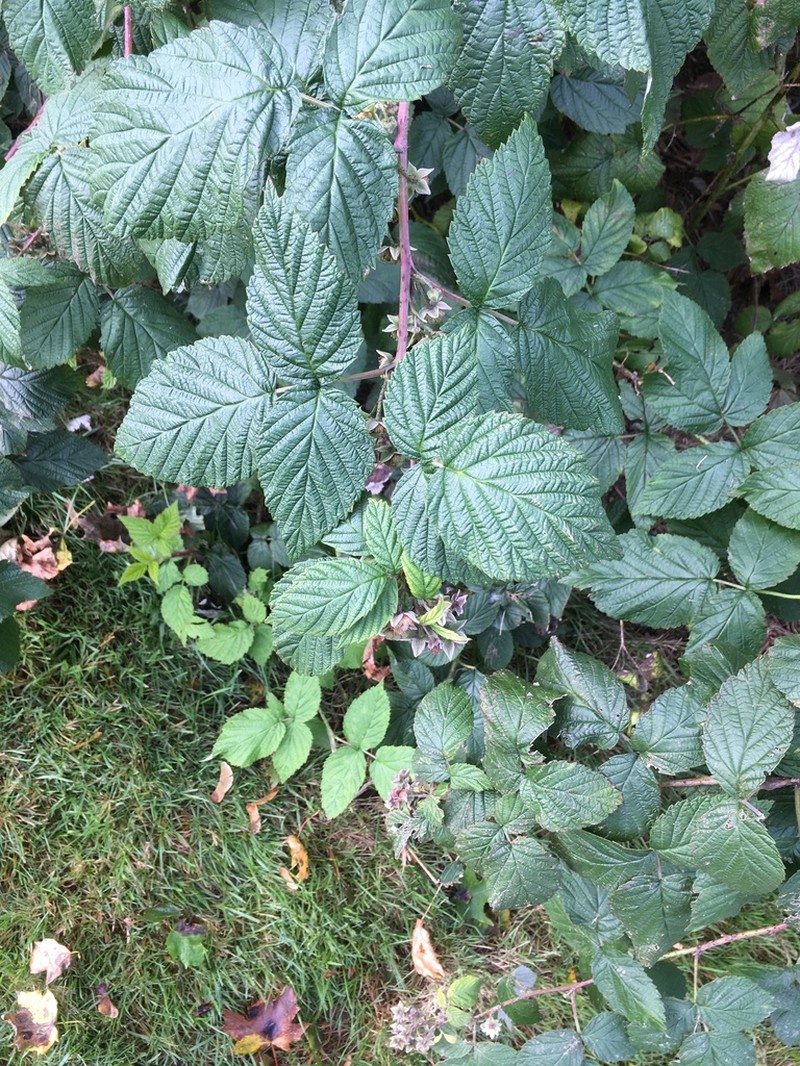 American Red Raspberry photo 8