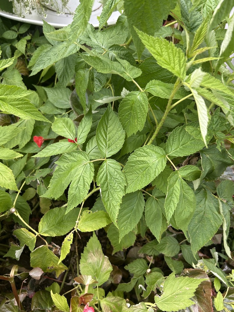 Rubus idaeus subsp. idaeus