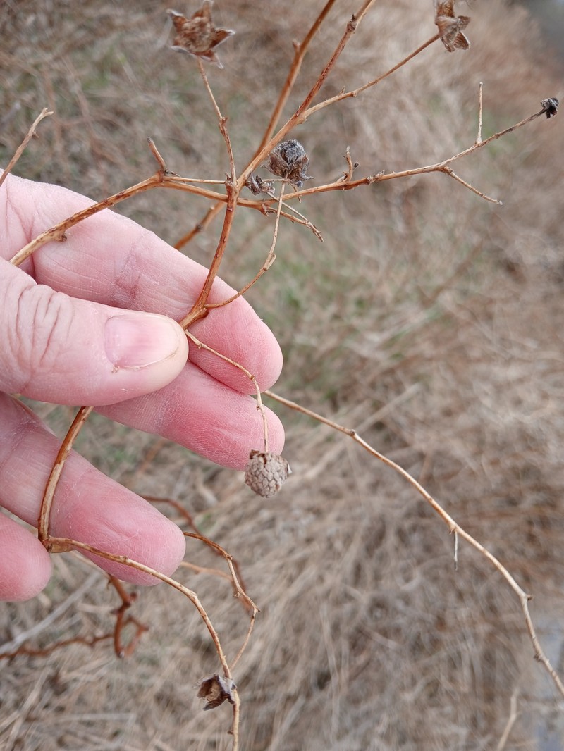 Rubus idaeus subsp. idaeus photo 2