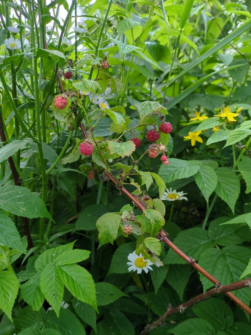 Rubus idaeus subsp. idaeus photo 3