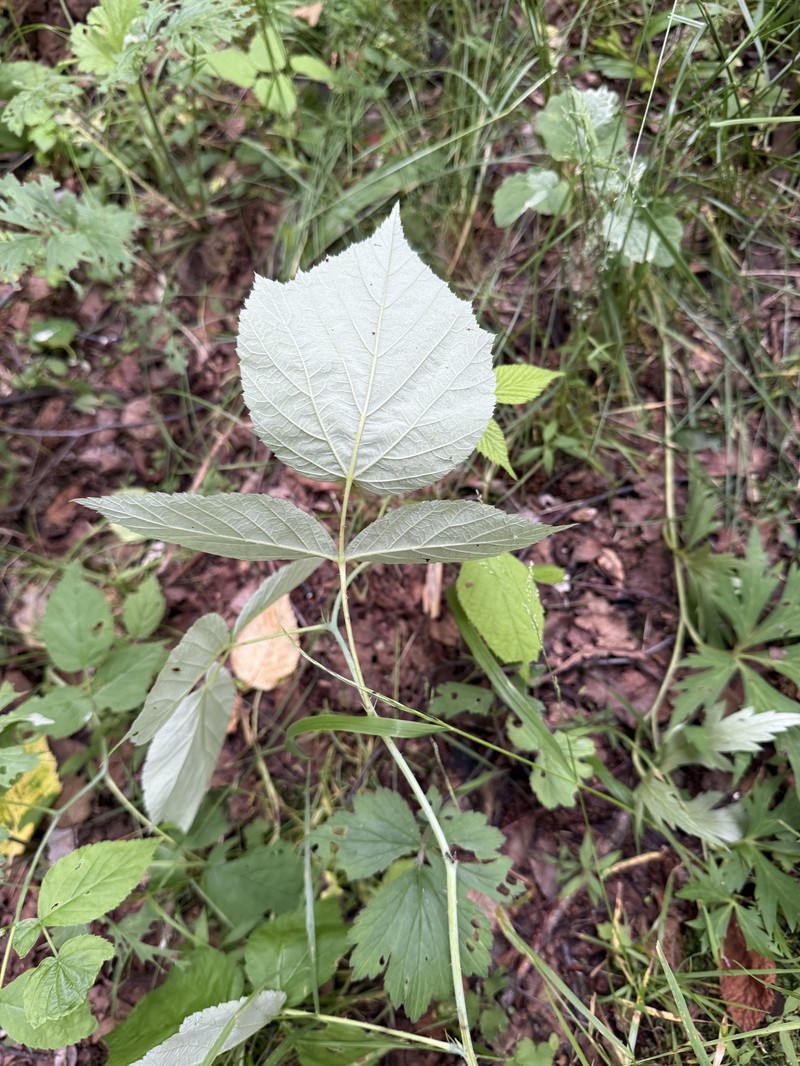 Rubus idaeus subsp. idaeus photo 4