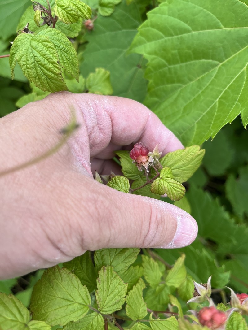 Rubus idaeus subsp. idaeus photo 5