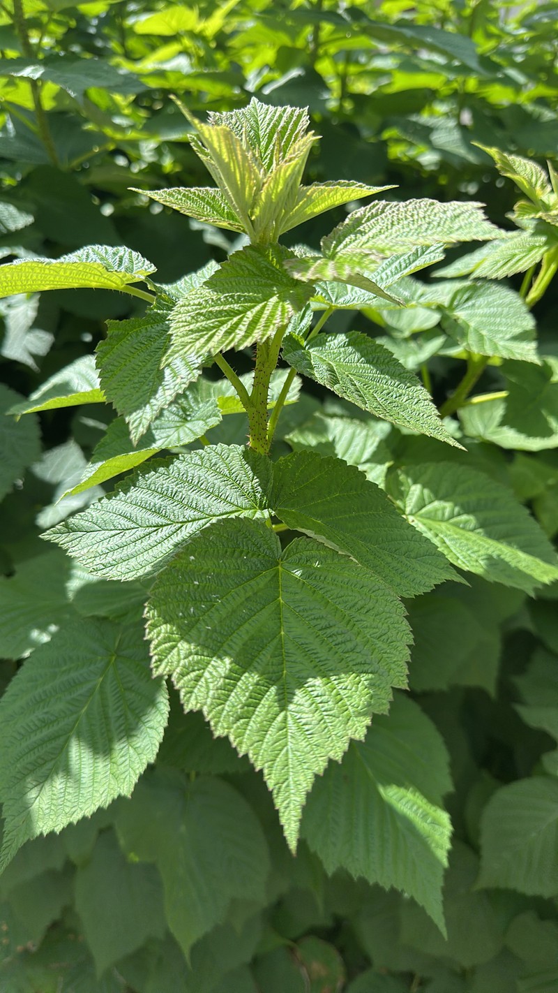 Rubus idaeus subsp. idaeus photo 6