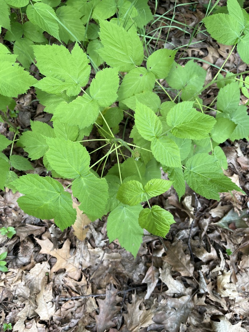 Rubus idaeus subsp. idaeus photo 7