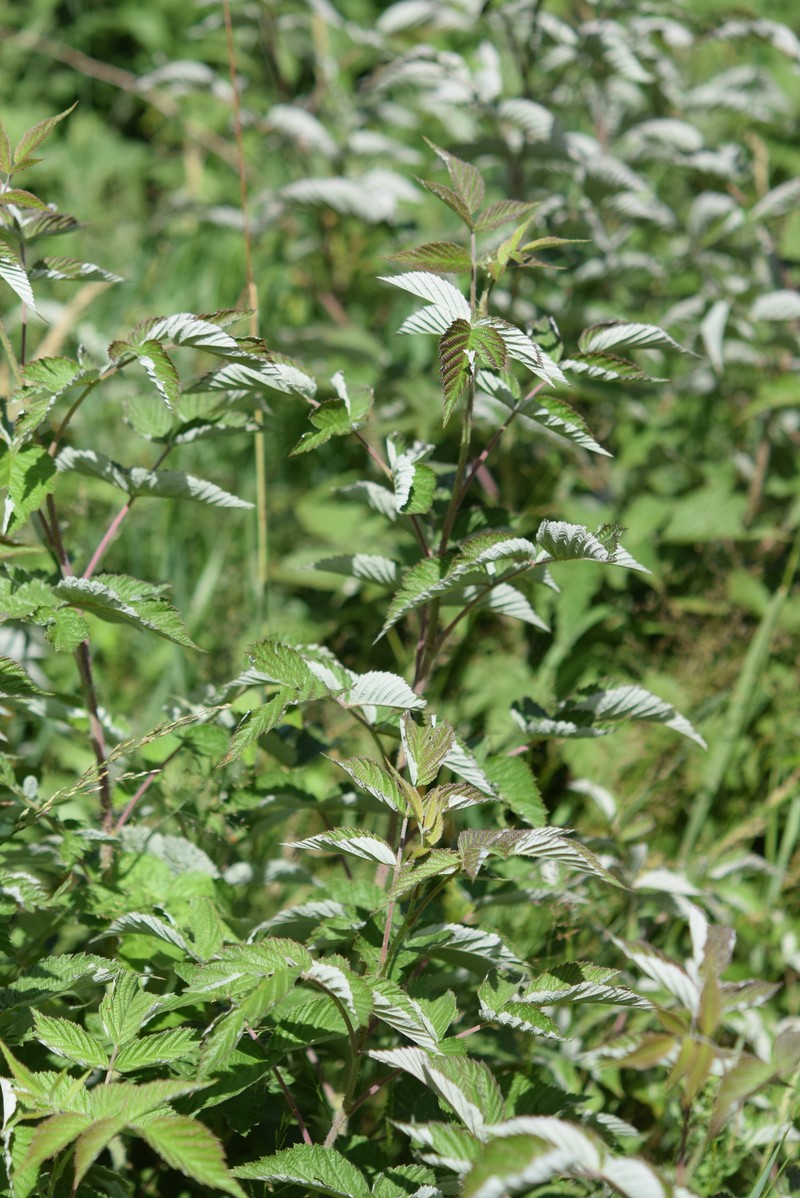 Rubus idaeus subsp. idaeus photo 8