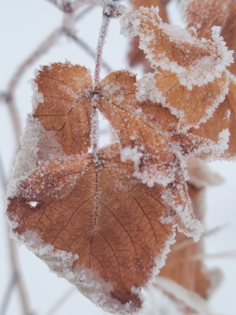Roadside Raspberry