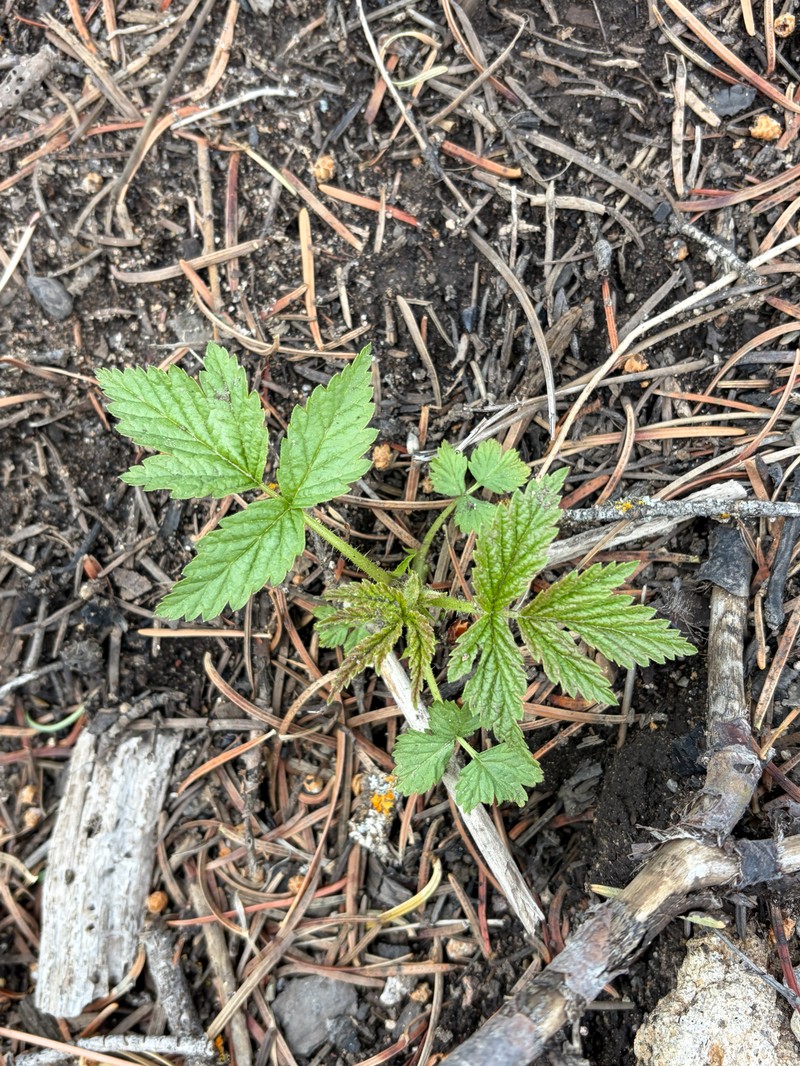 Roadside Raspberry photo 4