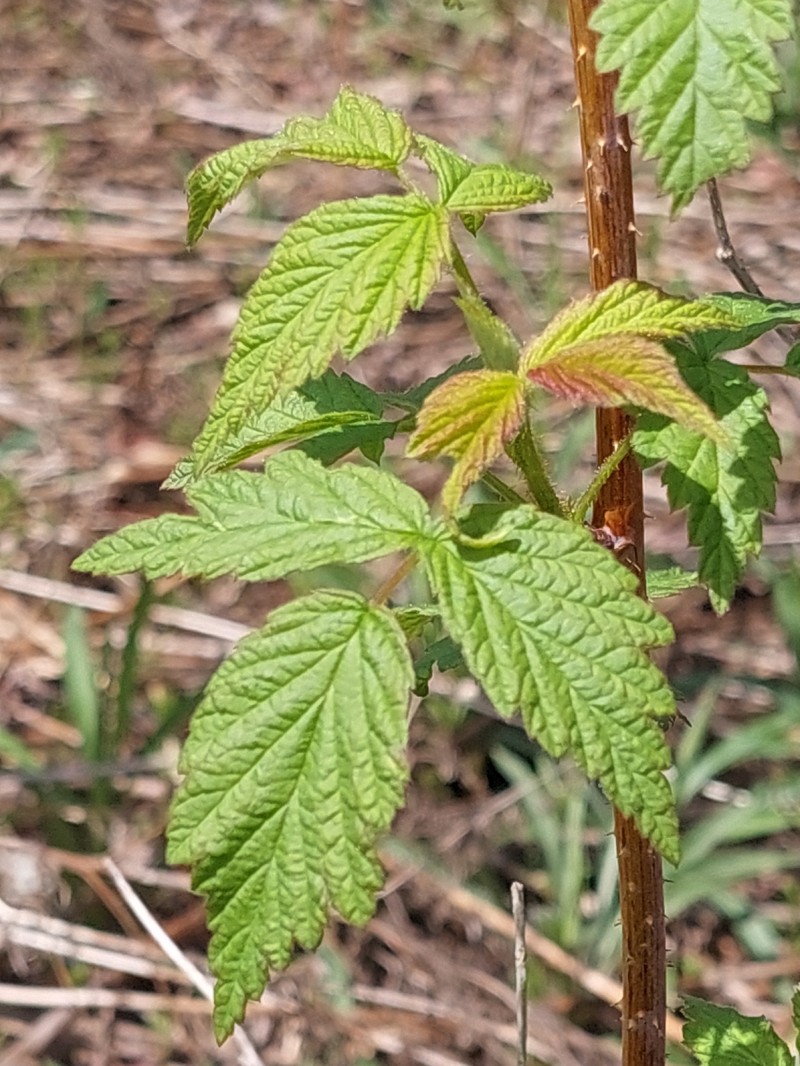 Roadside Raspberry photo 5