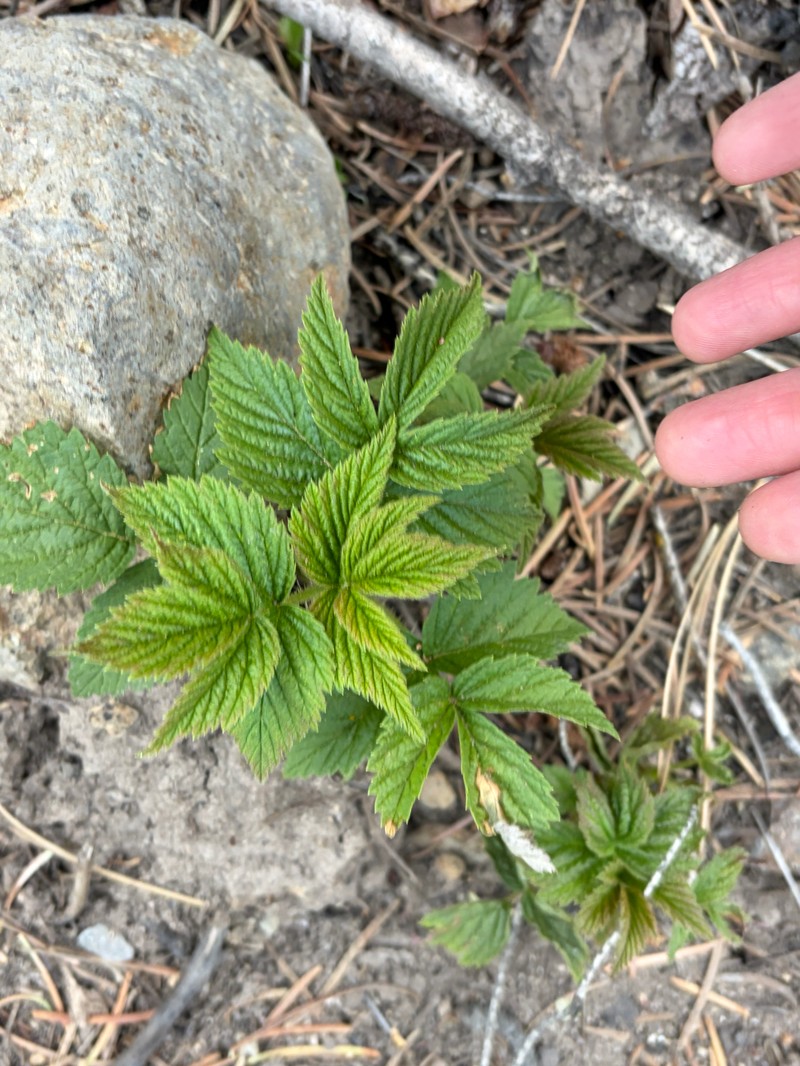 Roadside Raspberry photo 6