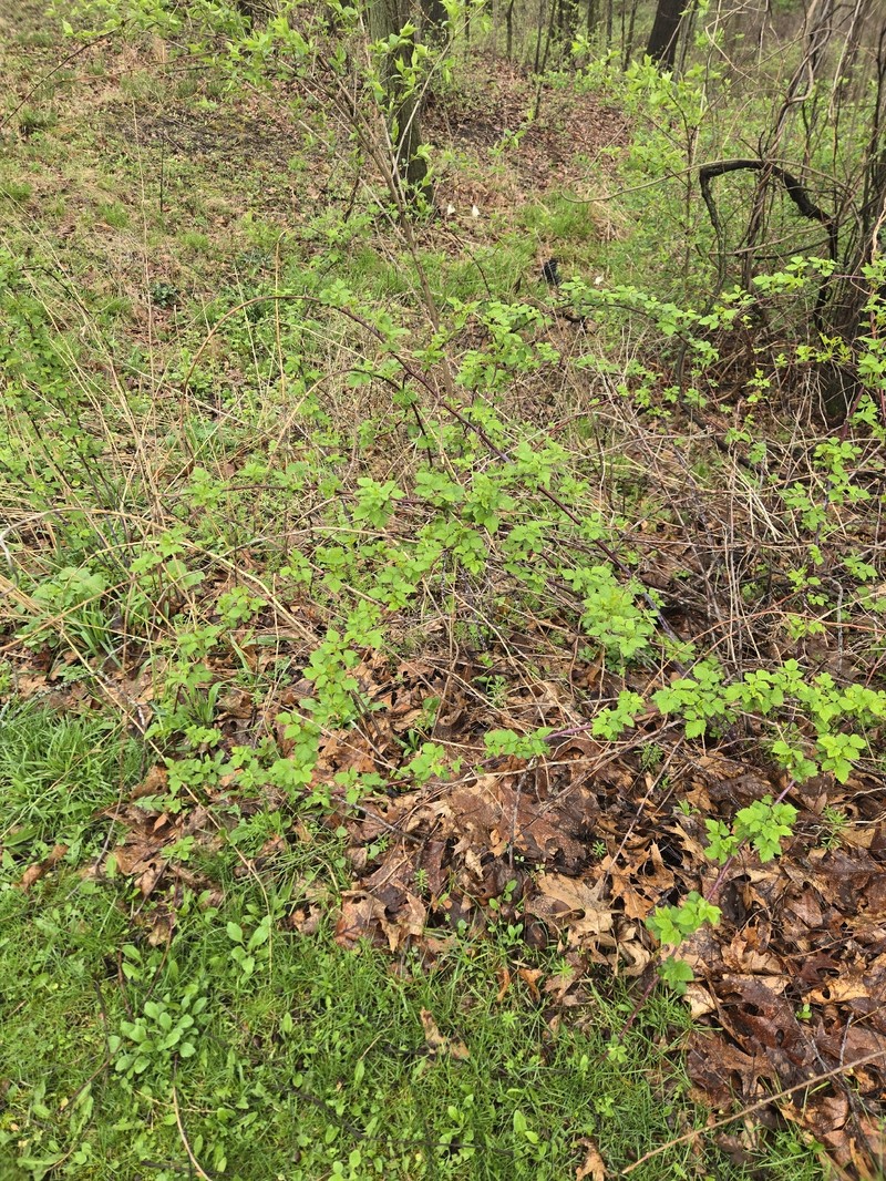 Roadside Raspberry photo 8